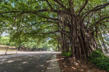Havana Caddesi, Küba 'daki ağaç. Dev Yeşil Ağaç
