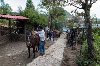 GUATEMALA - 10 Kasım 2017: Atlar ve Yerel Halkın Pacaya Volkanına Tırmanmaya Yardım Etme Servisi