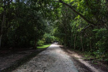 Tikal Park yolu. Guatemala 'da Maya tapınakları ve seremoni kalıntıları olan gezici bir nesne