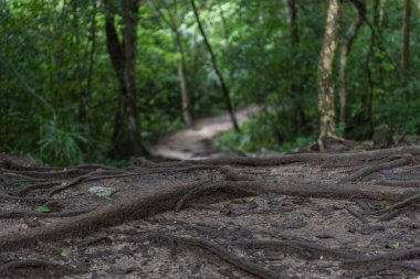 Ormandaki Eski Yol Tepesinde ağaç kökleriyle.