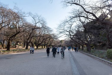 TOKYO, JAPONYA - 18 Şubat 2018: Tokyo, Japonya 'daki Ueno Park. Kış Zamanı.