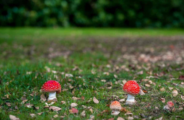 Fly Agaric Mushroom Nella Foresta Foresta Inglese — Foto Stock