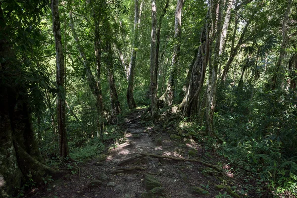 Sentiero Nella Giungla Guatemala Parco Tikal — Foto Stock