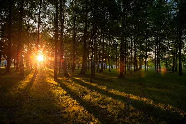Sunrise Sunlight Public Park Lituânia — Fotografia de Stock