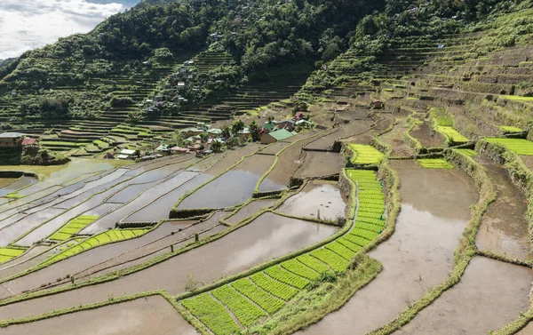 Banaue Filipinas Lugar Turístico Para Rice Terrazas Naturaleza Paisaje Las — Foto de Stock