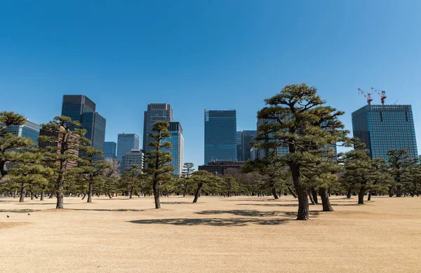 背景は東京シティ 前景は公園 透明度の高い青空を望む高層ビル群 院宮に近い — ストック写真