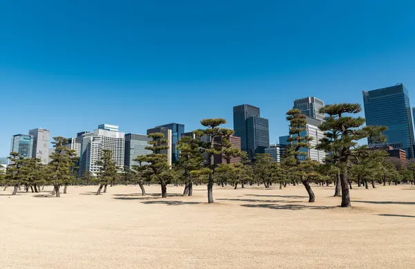 背景は東京シティ 前景は公園 透明度の高い青空を望む高層ビル群 院宮に近い — ストック写真