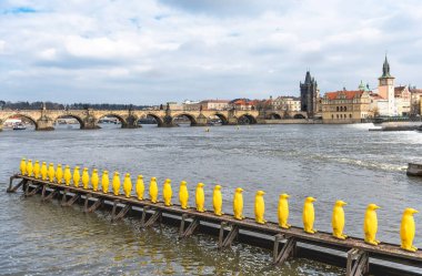 PRAG, CZECH - 11 Mart 2016: Çek Cumhuriyeti Prag 'da Vltave Nehri' nin yanındaki Sarı Penguen Heykelleri. Charles Köprüsü Arkaplanda