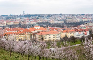 Blooming Garden, Apple Tree, Prag 'da şehir manzarası, Çek. Manzara, Eski Kentle Şehir, TV kulesi.