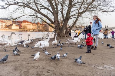 PRAG, CZECH - 14 Mart 2016: İnsanlar Prag 'da Vltana Nehri kıyısında Kuğu ve Güvercini Besliyor.