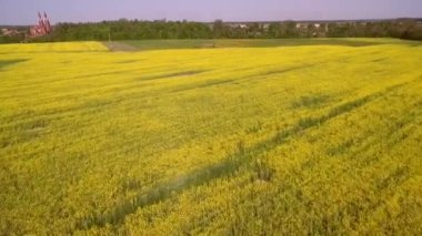 The Colors of Spring A Vibrant Landscape of Flowering Rapeseed Fields