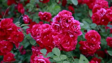 Doğada güzel taze güller. Doğal arkaplan, bahçedeki çalılıklarda güllerin kabarıklığı..