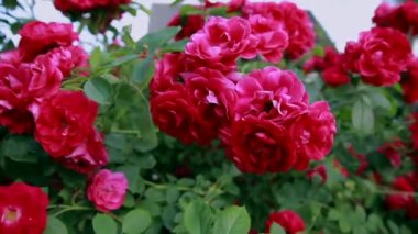 Doğada güzel taze güller. Doğal arkaplan, bahçedeki çalılıklarda güllerin kabarıklığı..