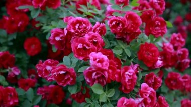 Doğada güzel taze güller. Doğal arkaplan, bahçedeki çalılıklarda güllerin kabarıklığı..