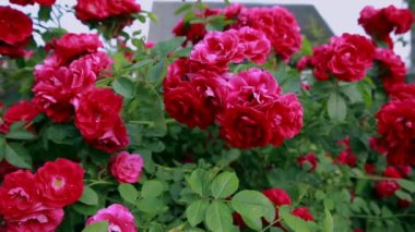 Doğada güzel taze güller. Doğal arkaplan, bahçedeki çalılıklarda güllerin kabarıklığı..