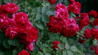 Doğada güzel taze güller. Doğal arkaplan, bahçedeki çalılıklarda güllerin kabarıklığı..
