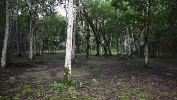 提卡尔国家公园在危地马拉 — 图库视频影像