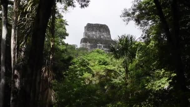 危地马拉Tikal国家公园的Tikal金字塔 Mayan Ruins Temple Maya Flores Peten — 图库视频影像