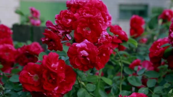 Прекрасні Свіжі Троянди Природі Природний Фон Великі Суцвіття Троянд Садовому — стокове відео