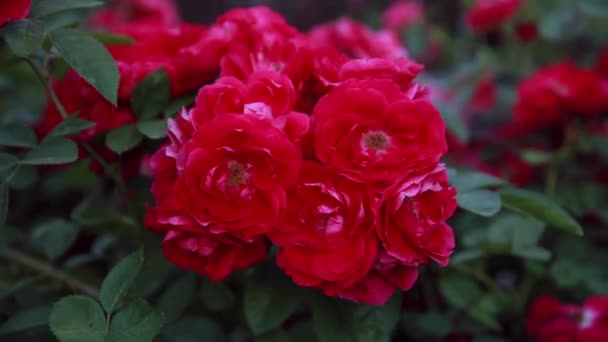 Lindas Rosas Frescas Natureza Fundo Natural Grande Inflorescência Rosas Arbusto — Vídeo de Stock