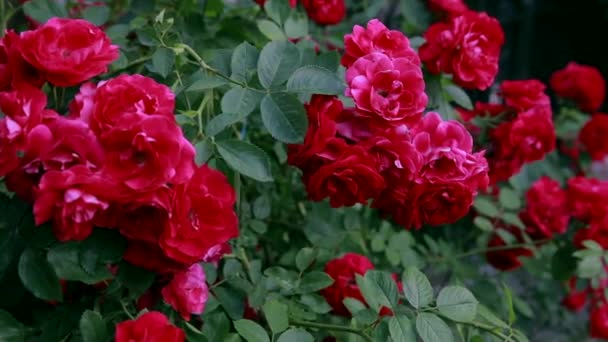 Красивые Свежие Розы Природе Естественный Фон Большое Соцветие Роз Садовом — стоковое видео