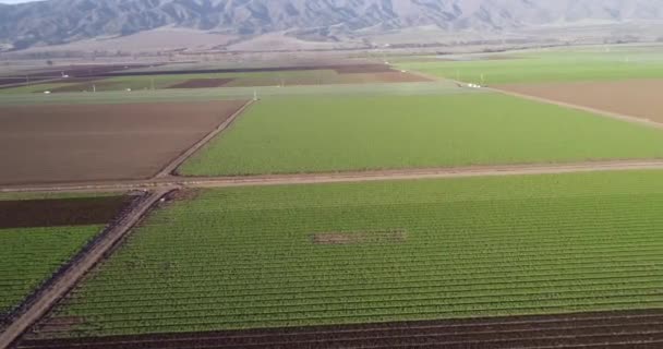 Вид Воздуха Сельскохозяйственные Поля Калифорнии Сша Долина Салинас Сша Дрон — стоковое видео