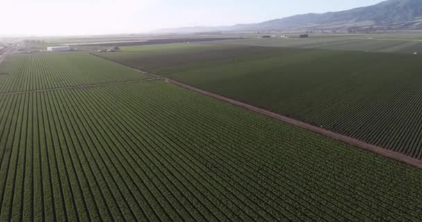 Luftaufnahme Von Landwirtschaftlichen Feldern Kalifornien Vereinigte Staaten Salinas Tal Usa — Stockvideo