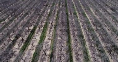 Pistachios and Almonds field in California, United States. Pistachio trees in rural commercial orchard