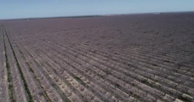 Pistachios and Almonds field in California, United States. Pistachio trees in rural commercial orchard