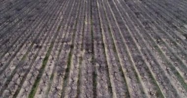 Pistachios and Almonds field in California, United States. Pistachio trees in rural commercial orchard