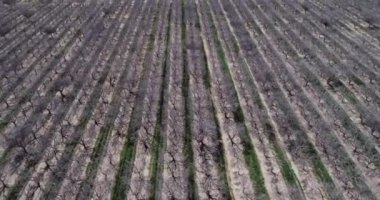 Pistachios and Almonds field in California, United States. Pistachio trees in rural commercial orchard