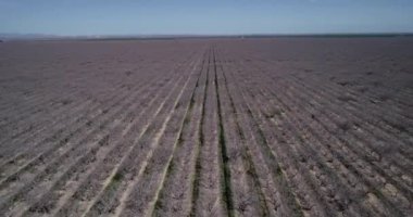 Pistachios and Almonds field in California, United States. Pistachio trees in rural commercial orchard