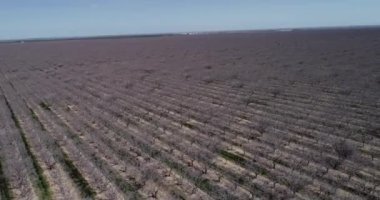 Pistachios and Almonds field in California, United States. Pistachio trees in rural commercial orchard
