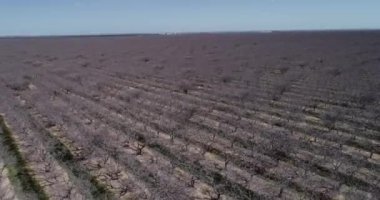 Pistachios and Almonds field in California, United States. Pistachio trees in rural commercial orchard