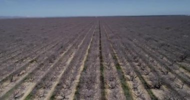 Pistachios and Almonds field in California, United States. Pistachio trees in rural commercial orchard