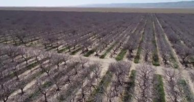 Kaliforniya, ABD 'deki Pistachios ve Badem tarlaları. Kırsal alanda yer fıstığı ağaçları