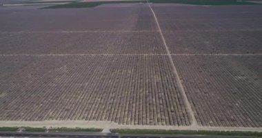 Pistachios and Almonds field in California, United States. Pistachio trees in rural commercial orchard