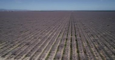 Pistachios and Almonds field in California, United States. Pistachio trees in rural commercial orchard