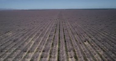 Pistachios and Almonds field in California, United States. Pistachio trees in rural commercial orchard