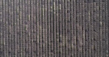 Pistachios and Almonds field in California, United States. Pistachio trees in rural commercial orchard