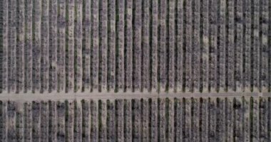 Pistachios and Almonds field in California, United States. Pistachio trees in rural commercial orchard
