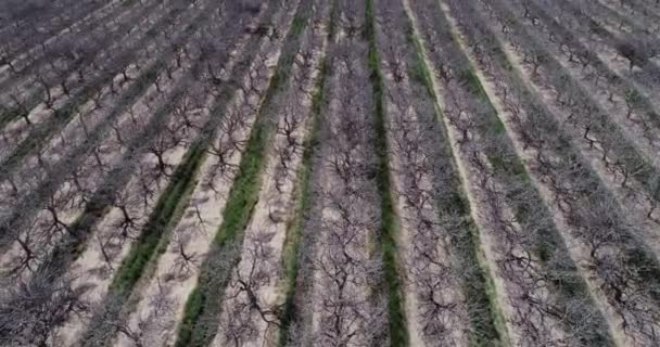 Pistachios Dan Almonds Lapangan California Amerika Serikat Pohon Pistachio Kebun — Stok Video