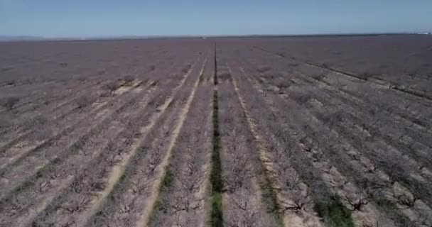 Pistachios Almonds Field California United States Pistachio Trees Rural Commercial — Wideo stockowe