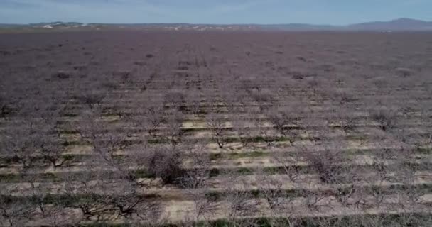 Pistachios Almonds Field California United States Pistachio Trees Rural Commercial — 비디오