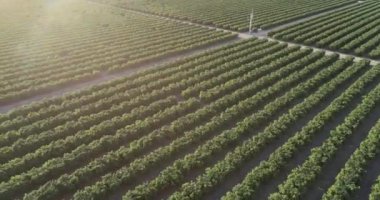 Olive Plantation in Bakersfield, California. Beautiful Sunset Light