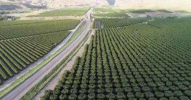 Bakersfield, California 'daki zeytin çiftliği. Güzel Günbatımı Işığı