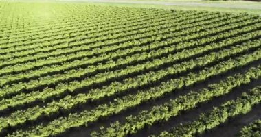 Olive Plantation in Bakersfield, California. Beautiful Sunset Light