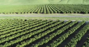 Olive Plantation in Bakersfield, California. Beautiful Sunset Light