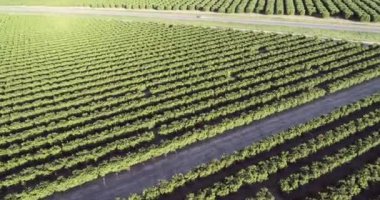 Olive Plantation in Bakersfield, California. Beautiful Sunset Light