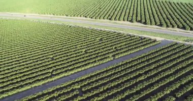 Olive Plantation in Bakersfield, California. Beautiful Sunset Light